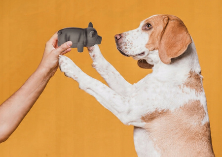 ZABAWKA DLA PSA chrumkająca świnka guma zabawka 1 szt. gryzak MIX