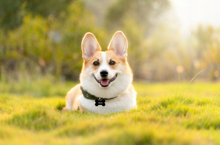 ADRESÓWKA DLA PSA IDENTYFIKATOR ZAWIESZKA Z IMIENIEM ADRES NR TELEFONU