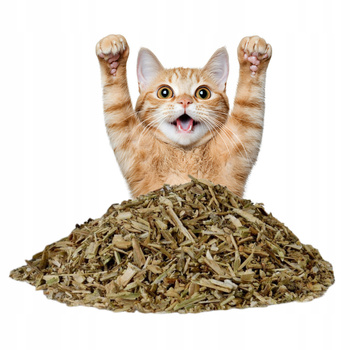 SUSZONA KOCIMIĘTKA DLA KOTA 20g wabik przysmak do zabawy relaks